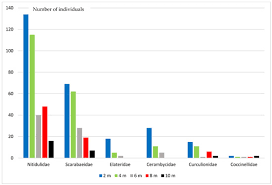 Attēlu rezultāti vaicājumam “Bitoma crenata imago”