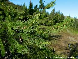Attēlu rezultāti vaicājumam “Larix sibirica”
