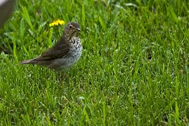 Image result for Catharus ustulatus