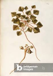 Attēlu rezultāti vaicājumam “Trapaceae”