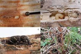 Attēlu rezultāti vaicājumam “Hylobius abietis”