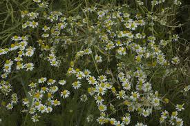 Attēlu rezultāti vaicājumam “Tripleurospermum inodorum”