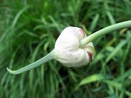 Attēlu rezultāti vaicājumam “Allium sativum bud”
