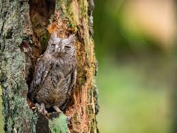 Image result for Otus scops