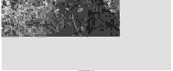 Image result for Ansel Adams Aspens New Mexico