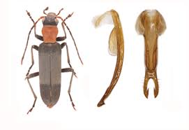 Attēlu rezultāti vaicājumam “Oedemeridae”