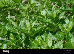 Attēlu rezultāti vaicājumam “Mercurialis perennis leaf”