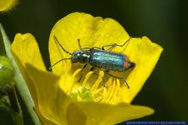 Attēlu rezultāti vaicājumam “Malachius bipustulatus”