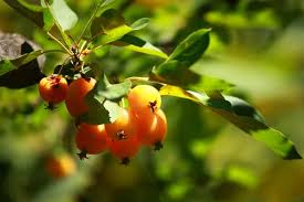 Attēlu rezultāti vaicājumam “Malus prunifolia”