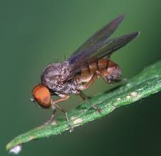 Attēlu rezultāti vaicājumam “Platypezidae”