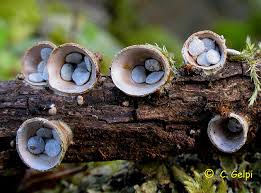 Attēlu rezultāti vaicājumam “Crucibulum laeve”