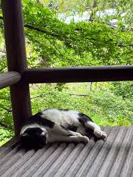 猫次郎o에 대한 이미지 검색결과