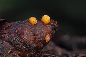 Attēlu rezultāti vaicājumam “Sphaerobolus stellatus”