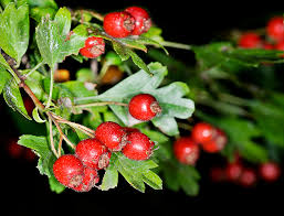 Attēlu rezultāti vaicājumam “Rosa subcanina fruit”
