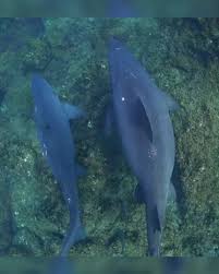 Image result for Odontaspis ferox