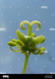 Attēlu rezultāti vaicājumam “Acer pseudoplatanus fo. purpurascens flower”