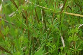 Attēlu rezultāti vaicājumam “Galium uliginosum”