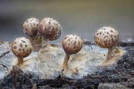 Attēlu rezultāti vaicājumam “Claustria didermoides macro”