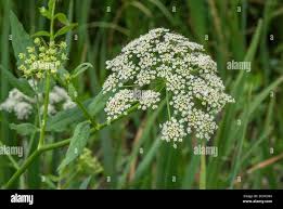 Attēlu rezultāti vaicājumam “Sium latifolium flower”