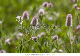 Attēlu rezultāti vaicājumam “Trifolium arvense”