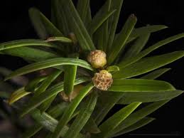 Attēlu rezultāti vaicājumam “Taxus baccata female flower”