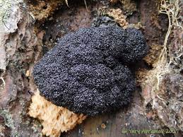 Attēlu rezultāti vaicājumam “Lindbladia tubulina”