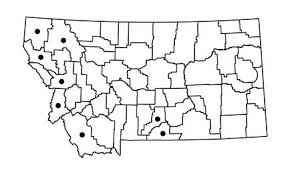 Attēlu rezultāti vaicājumam “Straminergon stramineum”