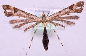 Attēlu rezultāti vaicājumam “Platyptilia sp.”