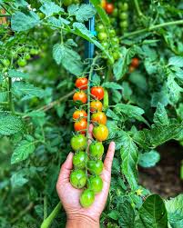 Attēlu rezultāti vaicājumam “Lycopersicon esculentum”