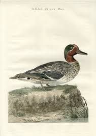 Attēlu rezultāti vaicājumam “Anas crecca”