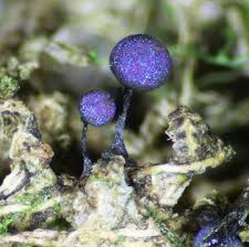 Attēlu rezultāti vaicājumam “Physarum bitectum sessile”