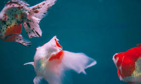 Image result for 金魚