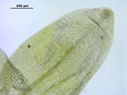 Attēlu rezultāti vaicājumam “Straminergon stramineum”