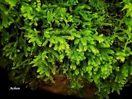 Attēlu rezultāti vaicājumam “Blepharostoma trichophyllum”