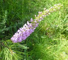 Attēlu rezultāti vaicājumam “Gymnadenia conopsea bud”