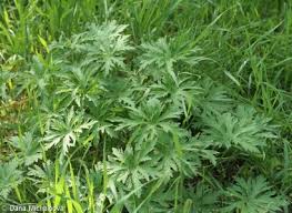 Attēlu rezultāti vaicājumam “Geranium pratense leaf”