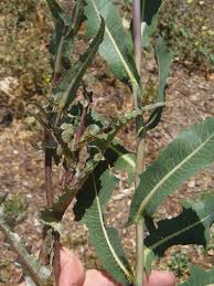 Attēlu rezultāti vaicājumam “Lactuca serriola”