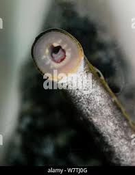 Image result for Lampetra fluviatilis