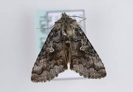 Attēlu rezultāti vaicājumam “Syngrapha interrogationis”