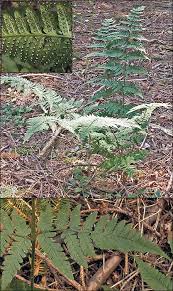 Attēlu rezultāti vaicājumam “Dryopteris carthusiana”