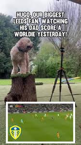 Image result for Leeds Mad Dogs