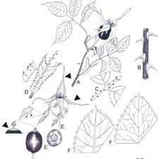 Attēlu rezultāti vaicājumam “Rosa subcanina”