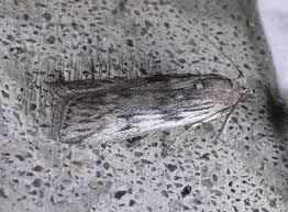 Attēlu rezultāti vaicājumam “Zophodia grossulariella”