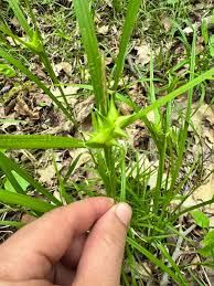 Attēlu rezultāti vaicājumam “Carex sylvatica fruit”
