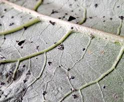 Attēlu rezultāti vaicājumam “Didymium tussilaginis sessile”