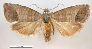 Attēlu rezultāti vaicājumam “Cydia pomonella”