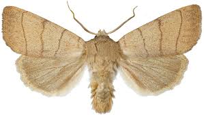 Attēlu rezultāti vaicājumam “Charanyca trigrammica”