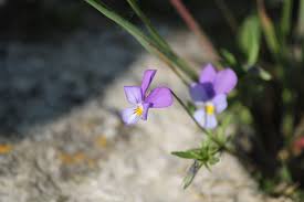 Attēlu rezultāti vaicājumam “Viola tricolor subsp. curtisii flower”