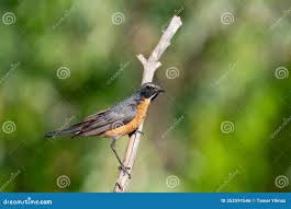 Image result for Irania gutturalis