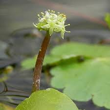 Attēlu rezultāti vaicājumam “Hydrocotyle vulgaris flower”